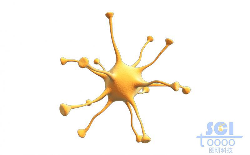 神經(jīng)元細(xì)胞單體