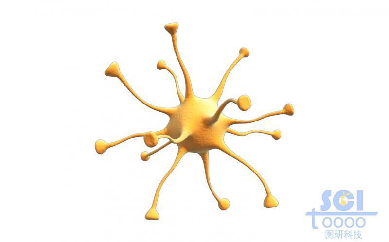 神經(jīng)元細(xì)胞單體