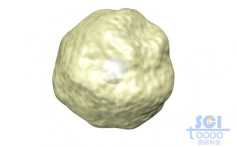 帶細(xì)胞核的細(xì)胞單體