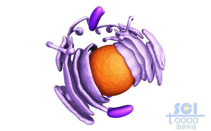 細(xì)胞核與內(nèi)質(zhì)網(wǎng)