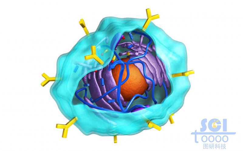 帶切口的表面帶抗體的細(xì)胞膜內(nèi)有細(xì)胞殼與內(nèi)質(zhì)網(wǎng)