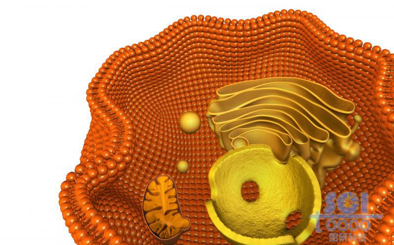帶內(nèi)吞口磷脂雙分子層結(jié)構(gòu)的細(xì)胞膜