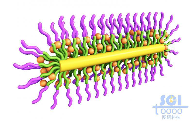 二分之一切面的膠囊狀高分子聚合結(jié)構(gòu)