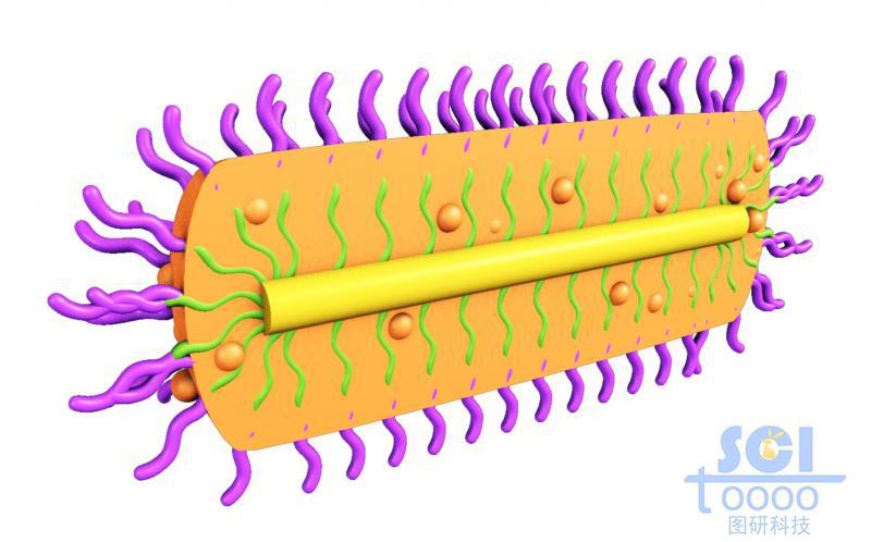 二分之一切面的膠囊狀高分子聚合結(jié)構(gòu)