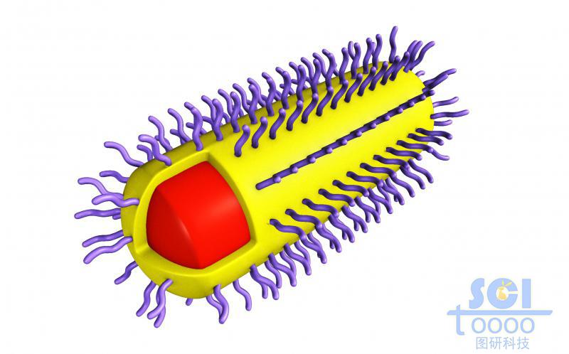 頂端帶切口的膠囊狀高分子聚合結(jié)構(gòu)