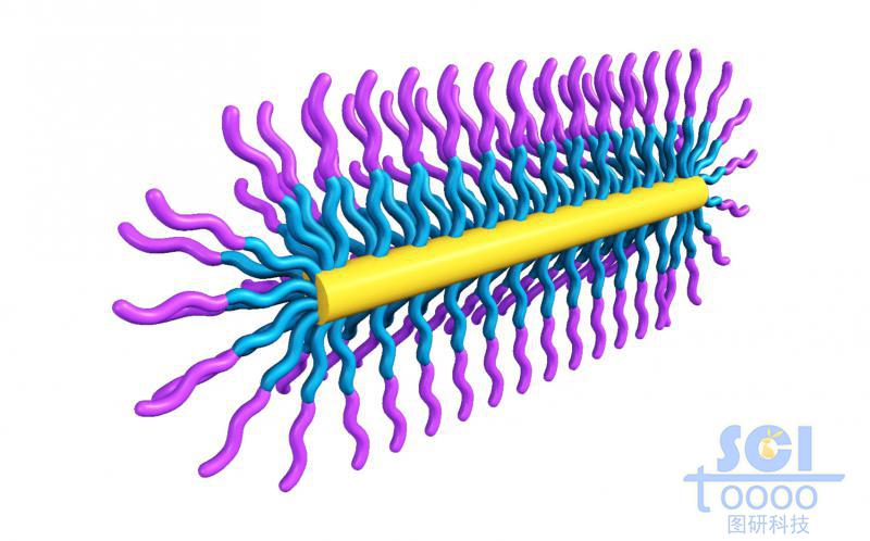 二分之一切面的膠囊狀高分子聚合結(jié)構(gòu)