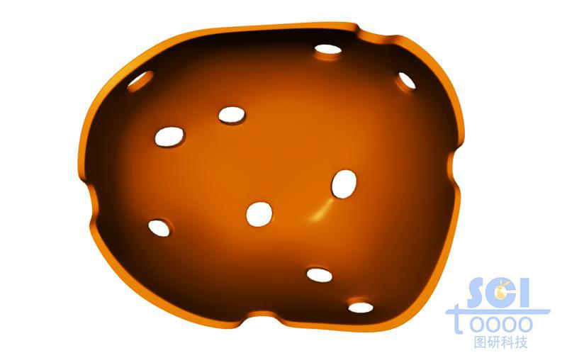 帶核孔的二分之一切面的細(xì)胞核