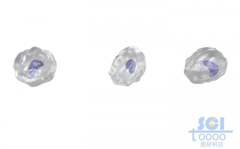 帶細(xì)胞核的單體細(xì)胞