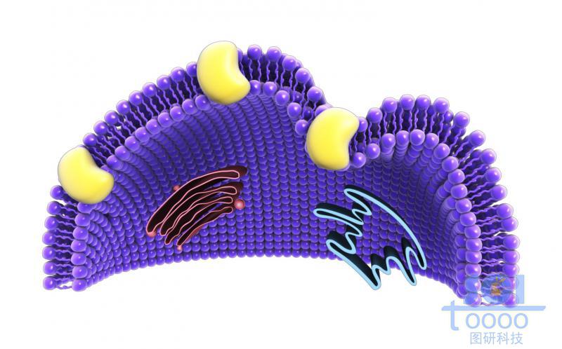 帶膜蛋白內吞口的磷脂雙分子結構的細胞膜