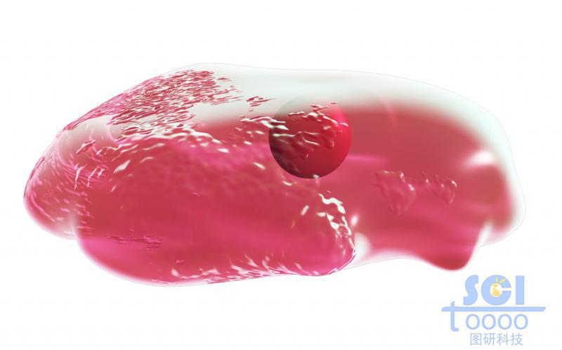 帶細胞核的細胞單體