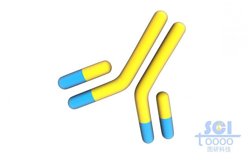 抗體結(jié)構(gòu)