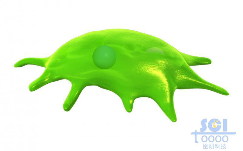 帶觸角細胞核的細胞單體