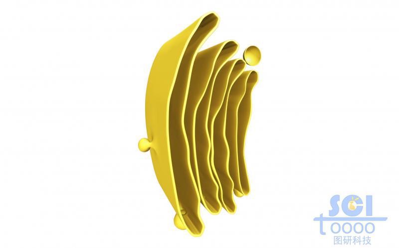 單獨的高爾基體