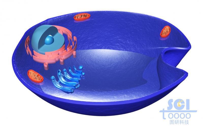 帶細(xì)胞核高爾基體線粒體的半切面細(xì)胞