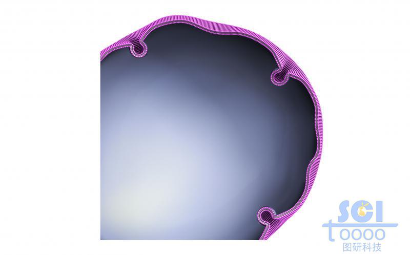 帶內(nèi)吞口的細(xì)胞膜結(jié)構(gòu)