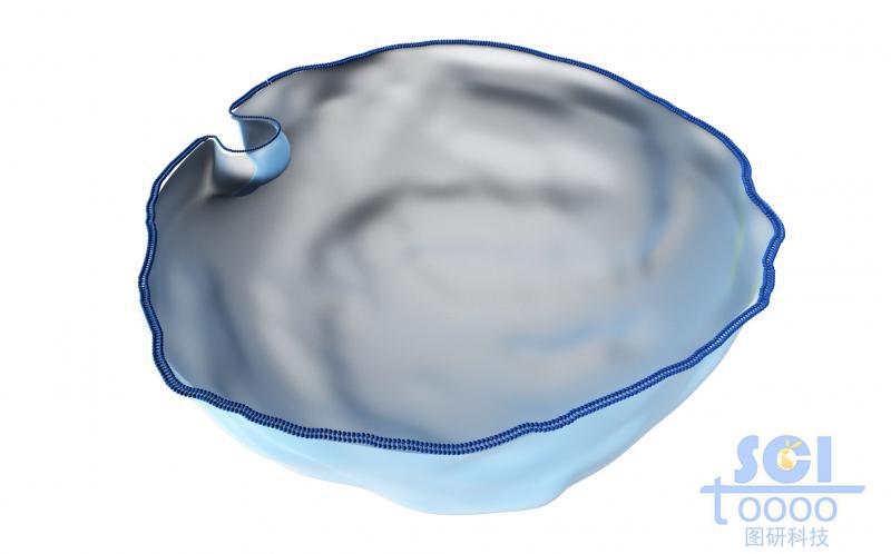 帶內(nèi)吞口的細(xì)胞膜結(jié)構(gòu)