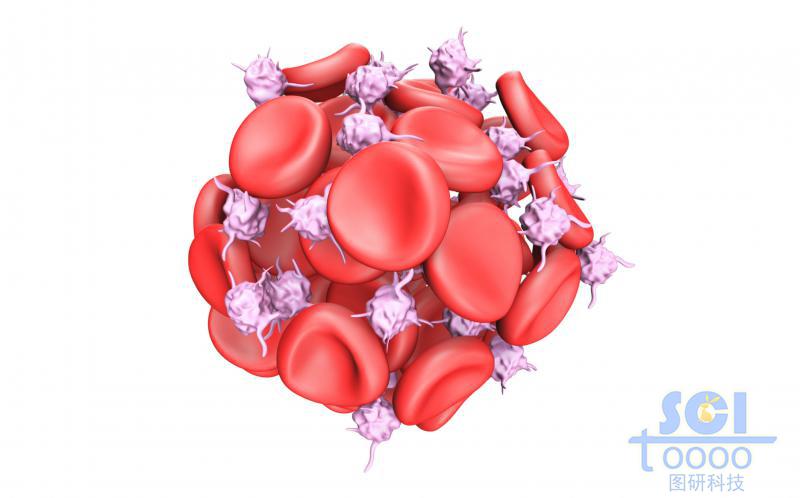 活化的血小板將紅細(xì)胞粘附成團(tuán)