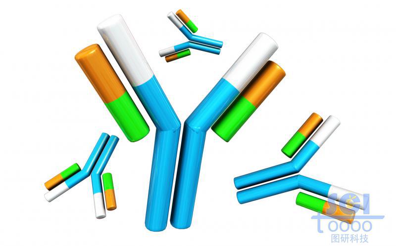 抗體結(jié)構(gòu)