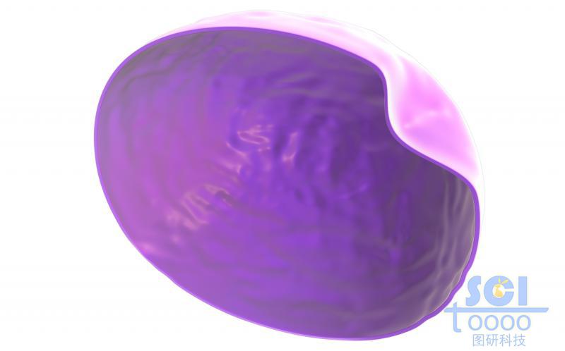 帶內(nèi)吞口的半切面的細(xì)胞膜