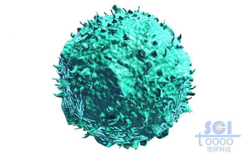 表面自然無規(guī)起伏的單體癌細(xì)胞