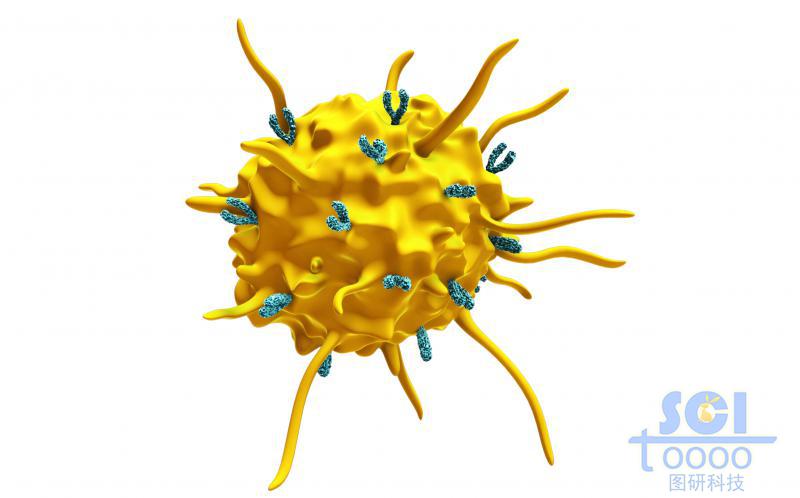 表面偶聯(lián)抗體的活化的血小板