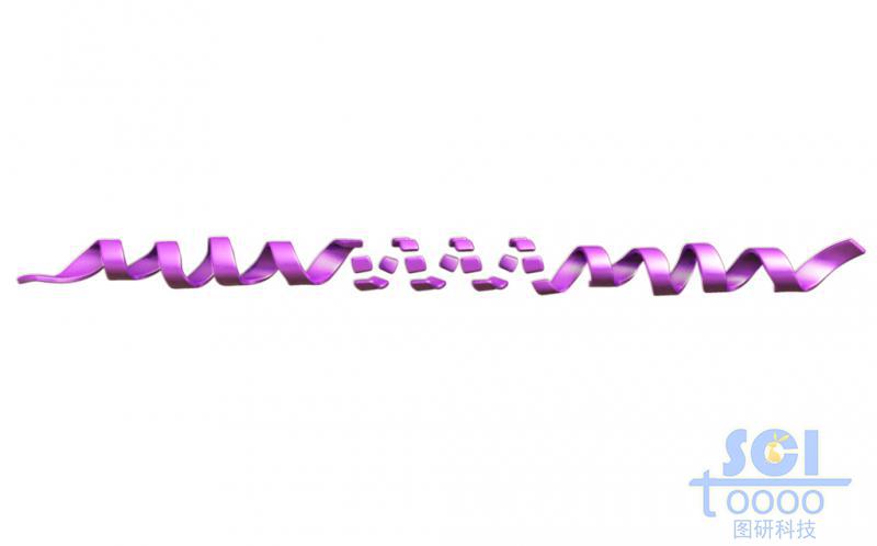 中間有斷裂的長(zhǎng)肽鏈