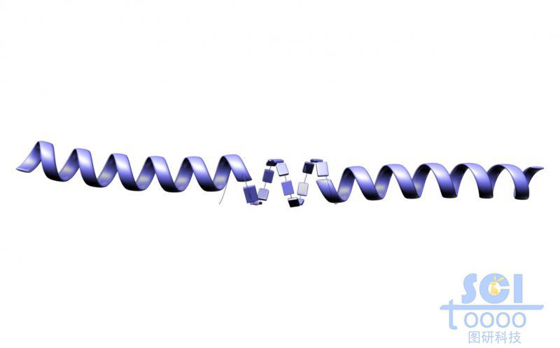 中間有斷裂的長(zhǎng)肽鏈