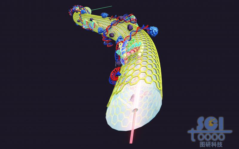 光纖表面包裹石墨烯結(jié)構(gòu)，且附著生物結(jié)構(gòu)