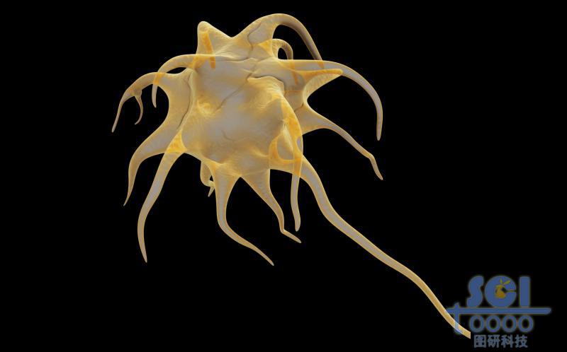 神經(jīng)元細(xì)胞單體