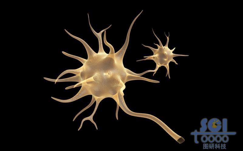 神經(jīng)元細(xì)胞單體