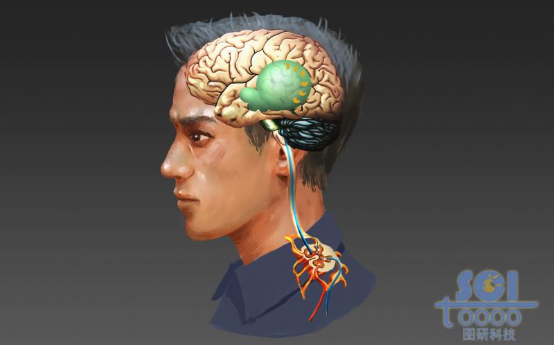 正側(cè)面人腦與神經(jīng)結(jié)構(gòu)