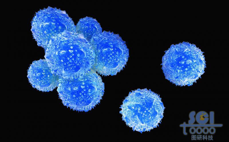 表面凹凸不平的巨噬細(xì)胞