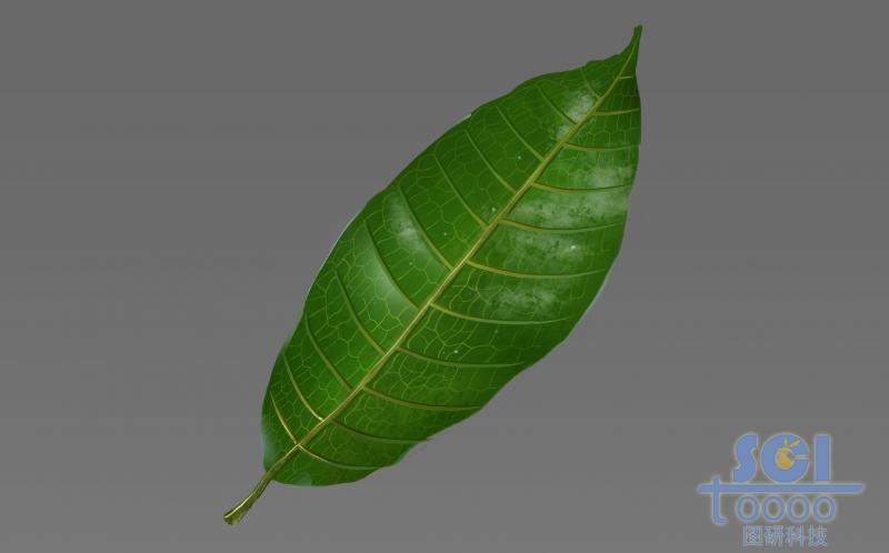 帶清晰葉脈的單片樹(shù)葉