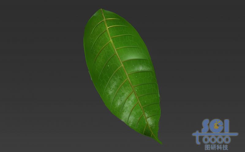帶清晰葉脈的單片樹(shù)葉