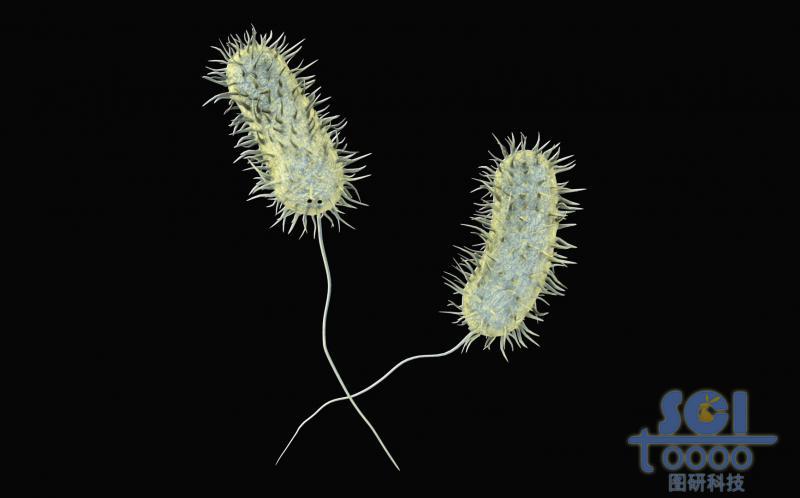 帶鞭毛的大腸桿菌