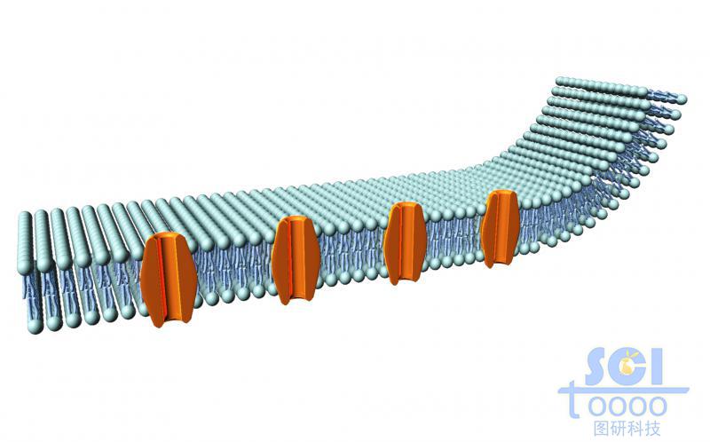 帶通道蛋白的細(xì)胞膜