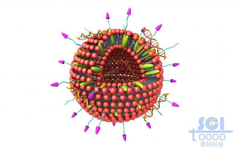 修飾高分子鏈段/靶頭的脂質(zhì)體內(nèi)嵌藥物結(jié)構(gòu)