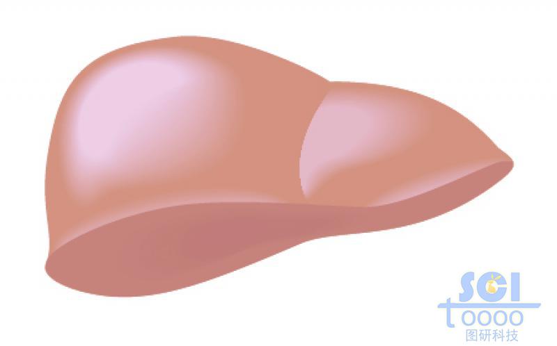 肝臟結(jié)構(gòu)