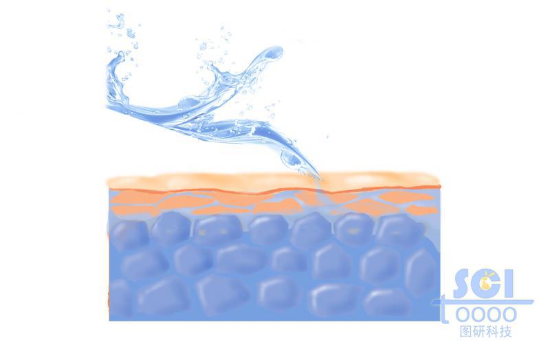 皮膚與皮下脂肪細(xì)胞