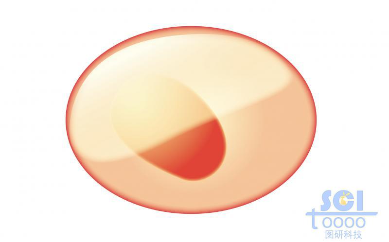 單體細(xì)胞/紅系祖細(xì)胞