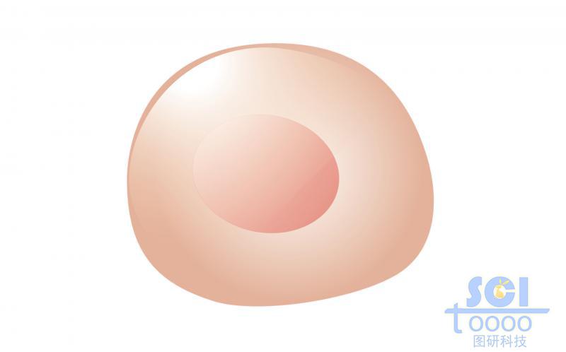 單體細(xì)胞/B細(xì)胞