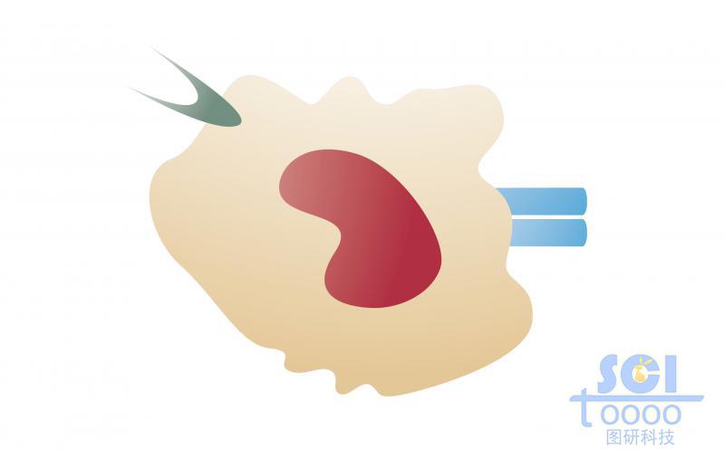 單體細(xì)胞模式圖