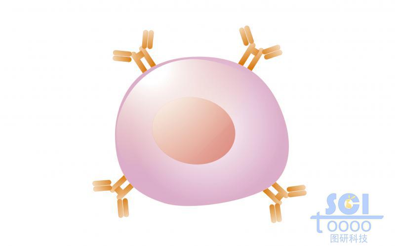 單體細(xì)胞/未成熟B細(xì)胞