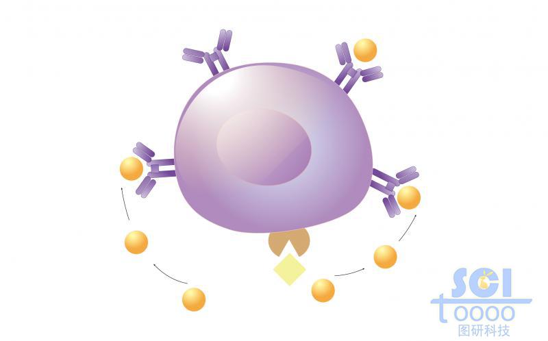 單體細(xì)胞模式圖