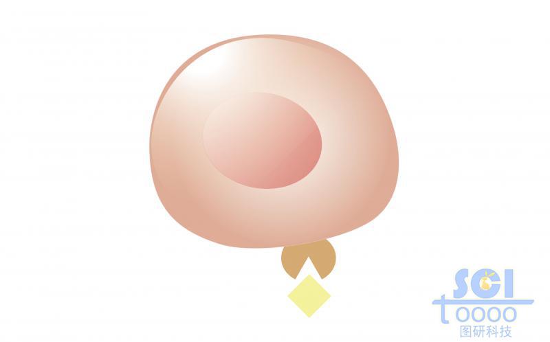 單體細(xì)胞/祖B細(xì)胞