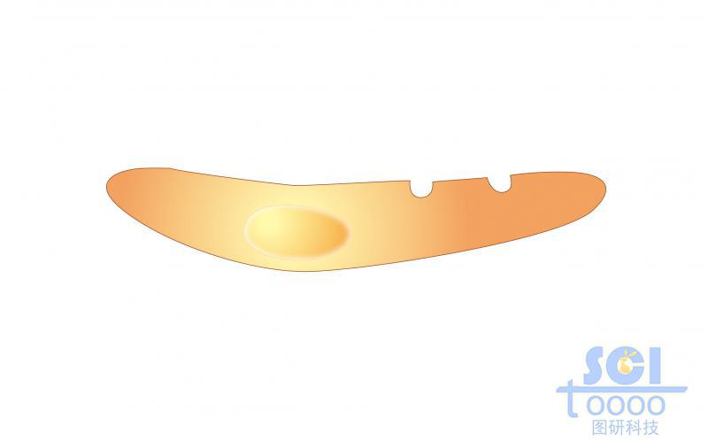 單體細(xì)胞/骨髓基質(zhì)細(xì)胞