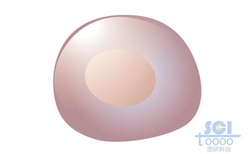 單體細(xì)胞/前祖B細(xì)胞