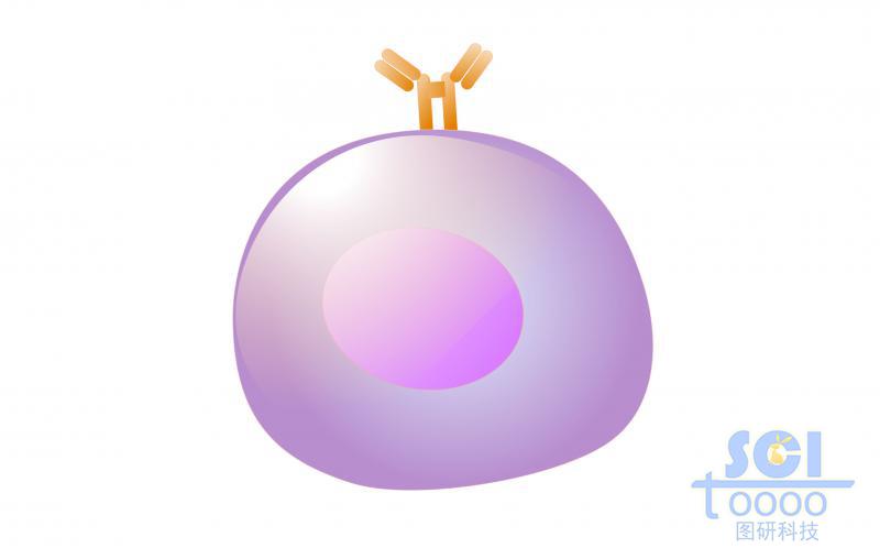 單體細(xì)胞/大前B細(xì)胞