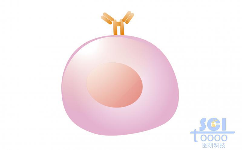 單體細(xì)胞/未成熟B細(xì)胞