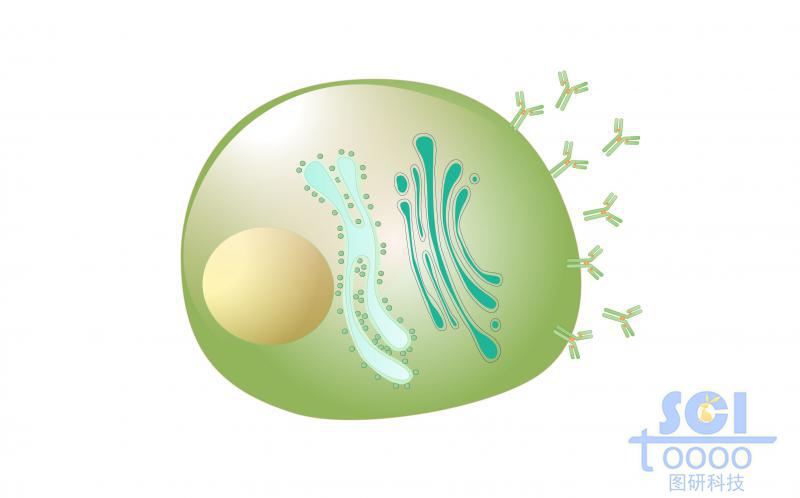 單體細胞/漿細胞